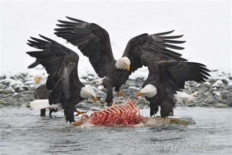 Bald Eagles And Brown Bear Carcass Feast Shetzers Photography