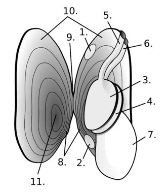 Freshwater pearl mussel - Wikipedia