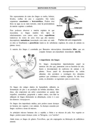 Reino Dos Fungos PDF