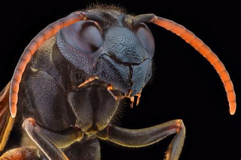 Creepy Crawlers Up Close And Personal Photos Image 31 Abc News