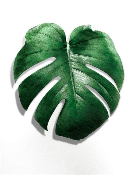 Monstera Leaf Art Print By Nordik Society6 Leaf Art Monstera White Art