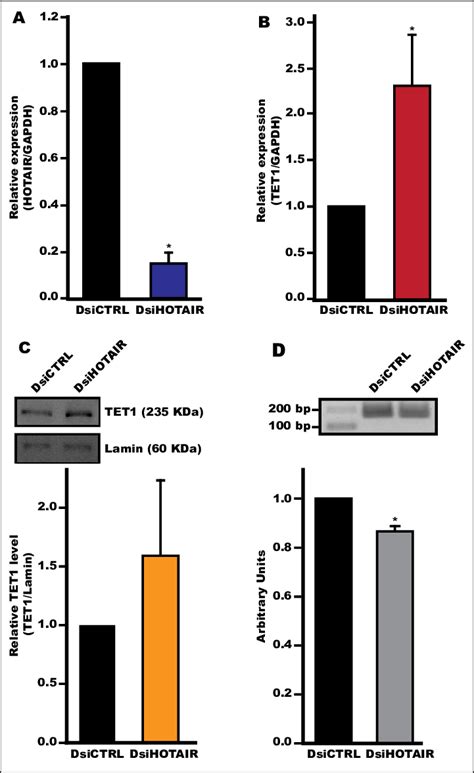 Hotair Knockdown Increases The Tet1 Expression In Hela Cells Hela