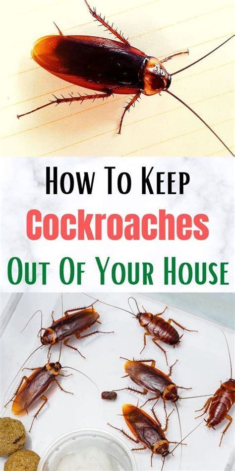 Cockroaches On A Tray With Cookies And Cream In The Background Text