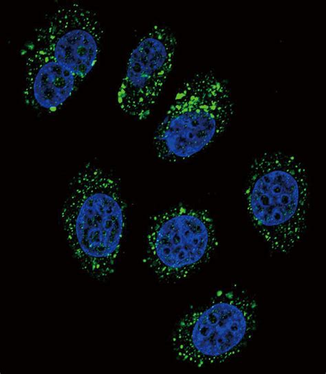 IHC Plus CHGA Chromogranin A Polyclonal Antibody Rabbit LSBio