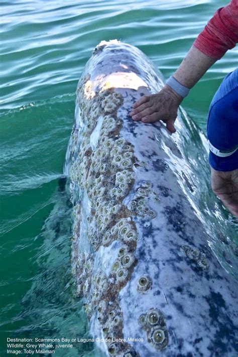 Barnacles On Whales Hurt