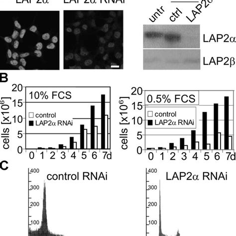 Reduced Lap2α Levels Favor Cell Cycle Progression A Hela Cells Were