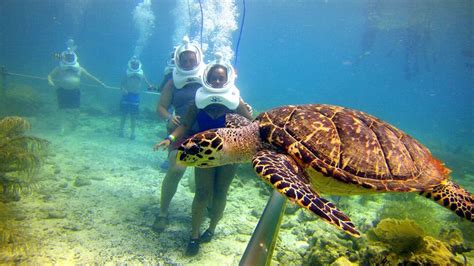 Sea TREK helmet diving. Join us on a guided underwater walking tour ...