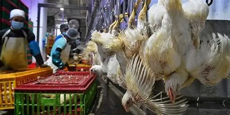 Efeedlink Malaysias Chicken Ceiling Price Stays At Us 1 99