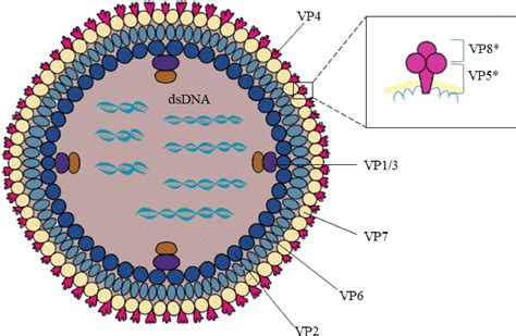 Frontiers Advances In The Development Of Antivirals For Rotavirus