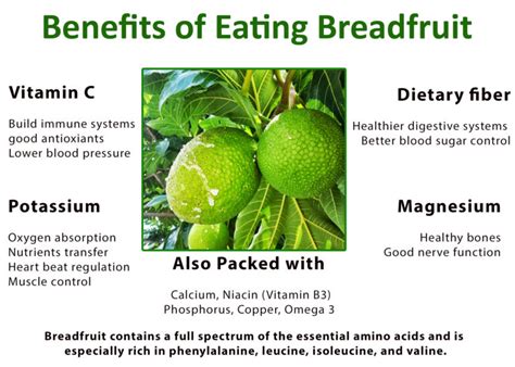 Breadfruit A Superfood Trees That Feed Foundation