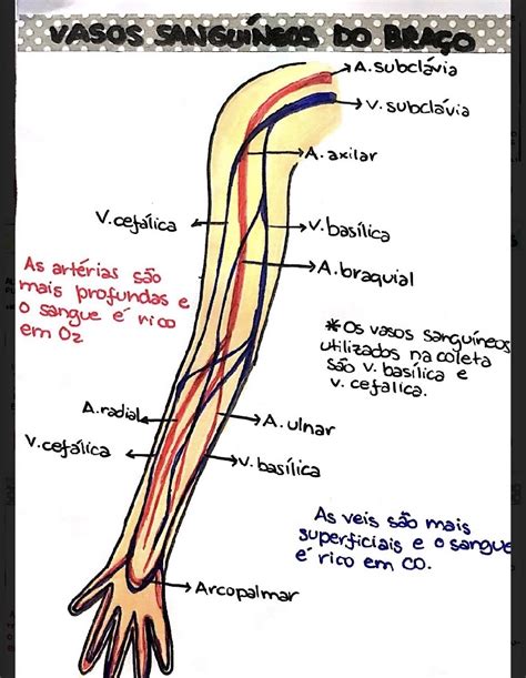 Vasos Sangu Neos Bra O Enfermagem