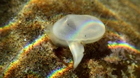 A Clam Presumed Extinct For 40 000 Years Has Been Found Alive