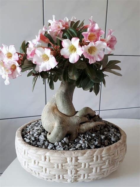 Como Cultivar Flor Do Deserto Dicas E Cuidados Rosa Do Deserto Flores Do Deserto Plantas Bonsai