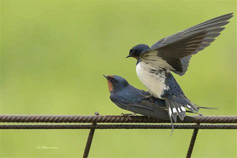 Rondine Comune Hirundo Rustica Scheda Completa