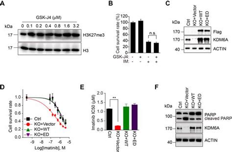 Kdm6a Promotes Imatinib Resistance Through Yy1 Mediated Transcriptional