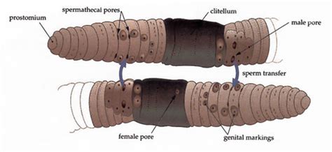 Reproductive System Of Earthworm Microbiology Notes