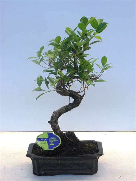 ficus retusa shape without drip tray отправляем растений с почтой