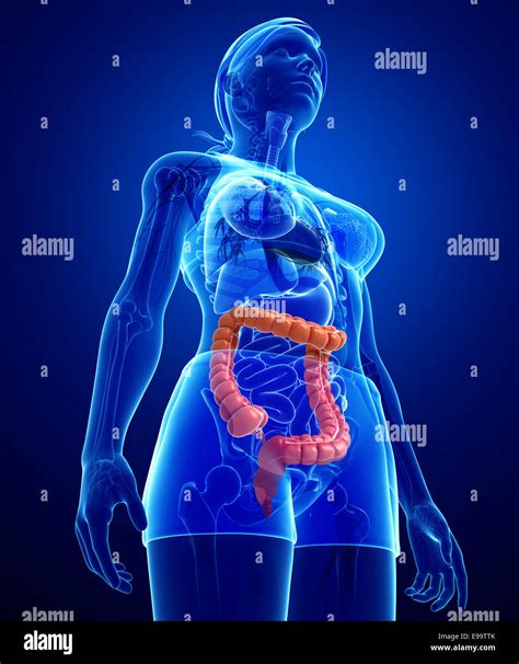 Female Large Intestine Hi Res Stock Photography And Images Alamy