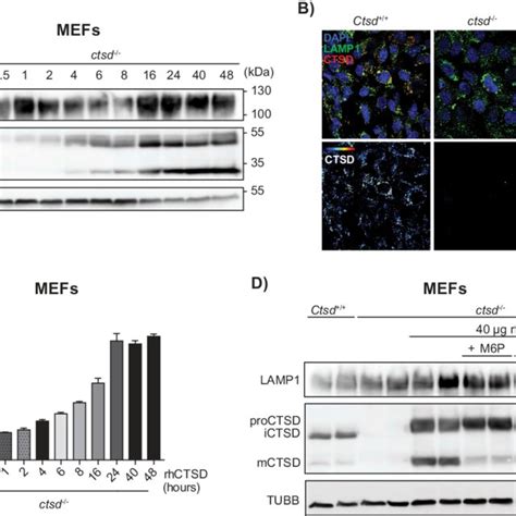 Pdf Enzyme Replacement Therapy With Recombinant Pro Ctsd Cathepsin D