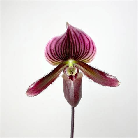 Paphiopedilum Black Jack Pot Size 9cm Venus Slipper Slipper Orchid