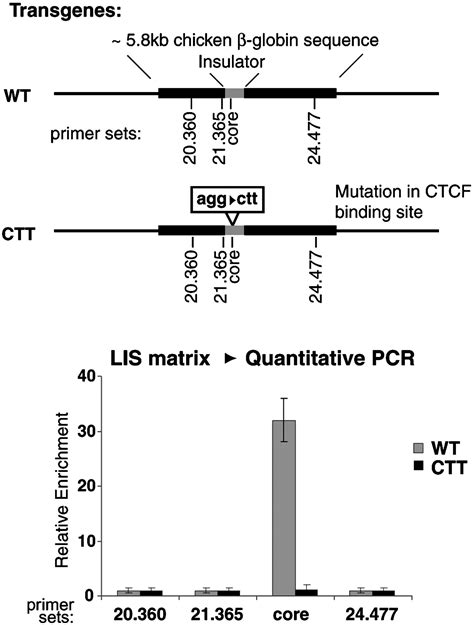 The 5 HS4 chicken β globin insulator is a CTCF dependent nuclear