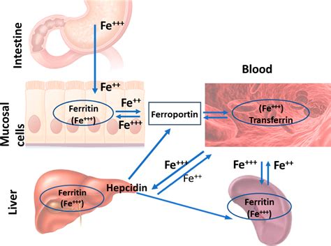 Figure 5 from A Short Review of Iron Metabolism and Pathophysiology of ...