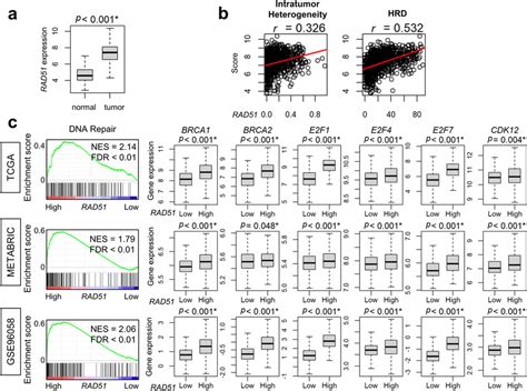 Association Between Rad Gene Expression And Dna Repair Arad