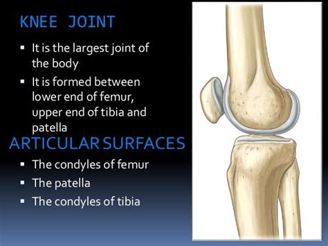 Knee Joint