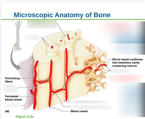 Microscopic Anatomy Of Bone Diagram Quizlet