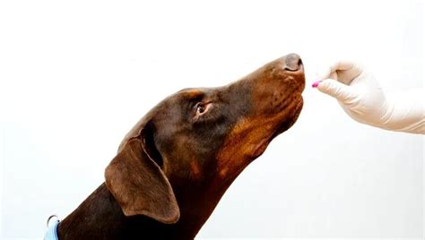 Benadryl for Dogs: Dosage, Uses, & Side Effects