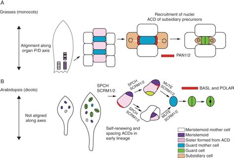 Omics And Modelling Approaches For Understanding Regulation Of