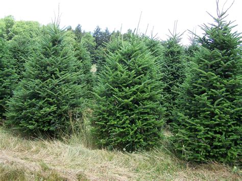 Evergreen trees, Fast growing trees, Evergreen shrubs