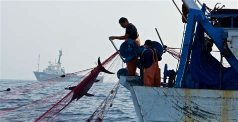 Autoridades Hacen Caso Omiso A La Pesca Ilegal En México Enfoque Noticias