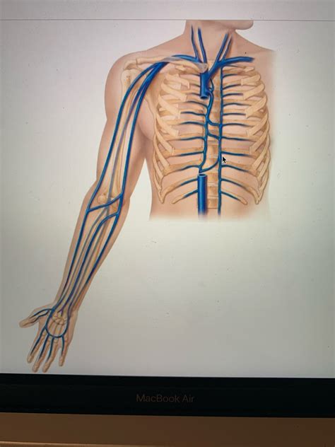 A P 2 Lab 4 Pulmonary Veins Diagram Quizlet