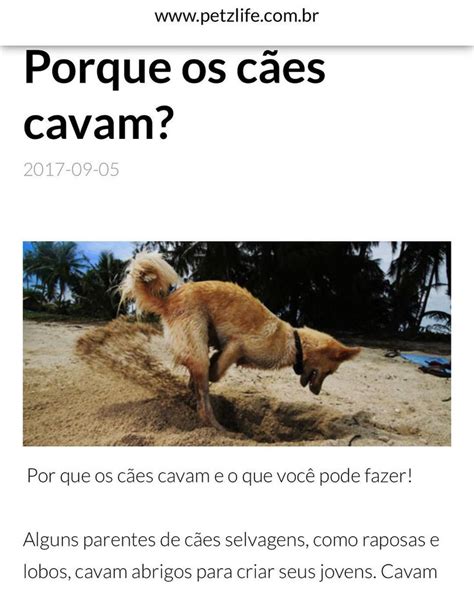 Por Que Os C Es Cavam E O Que Voc Pode Fazer Alguns Parentes De C Es