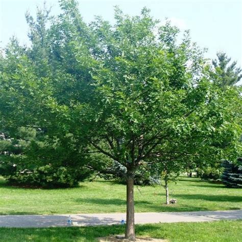 Shumard Oak Shumard Oak Trees For Sale Plantingtree