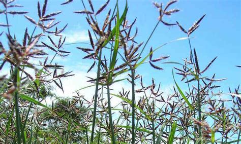 How to Control Nutsedge in Your Yard