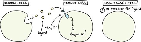 Cell Signaling An Interactive Introduction To Organismal And