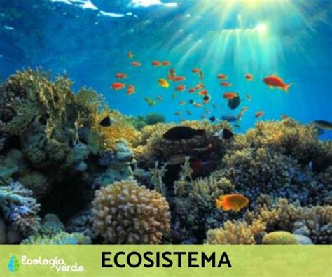 Niveles De OrganizaciÓn EcolÓgica Cuáles Son Y Ejemplos