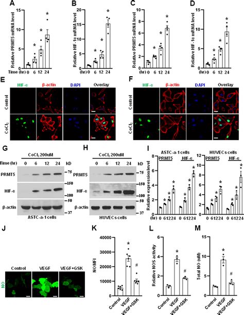 PRMT5 facilitates angiogenesis and EMT via HIF 1α VEGFR Akt signaling