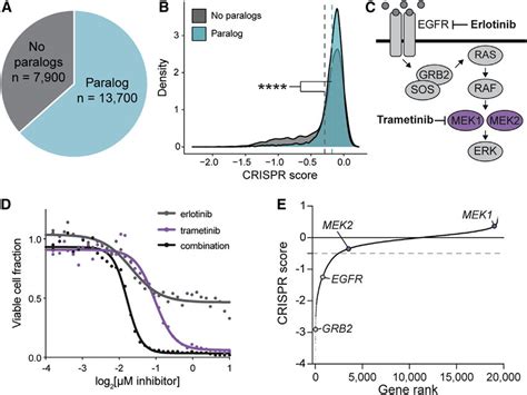 Paralog Dependencies Are Missed In Single Gene CRISPR KO Screens A