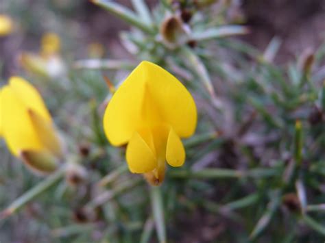 Gorse | British Wildlife Wiki | Fandom