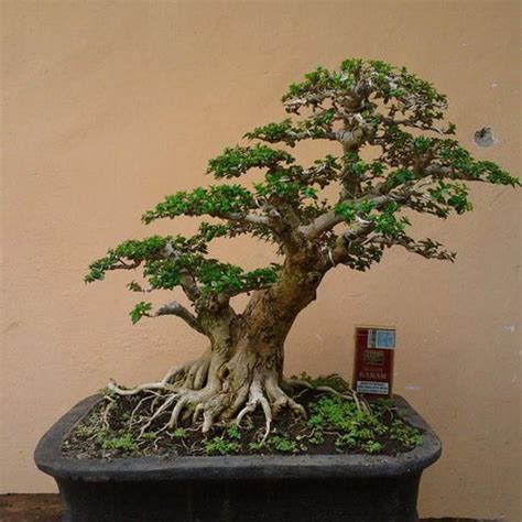 Jenis Jenis Tanaman Bonsai Yang Unik Dan Indah