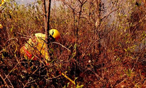 Afectan Incendios Forestales Más De 18 Mil Hectáreas En Oaxaca