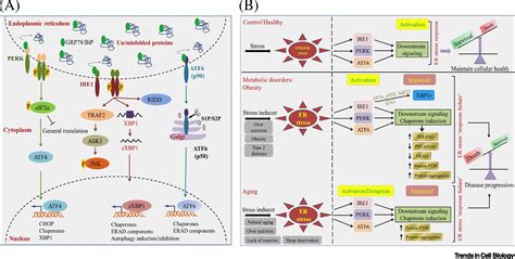 Endoplasmic Reticulum Er Stress Response Failure In Diseases Trends