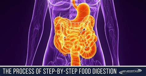 The Process of Step-by-Step Food Digestion - NESTA Certifications