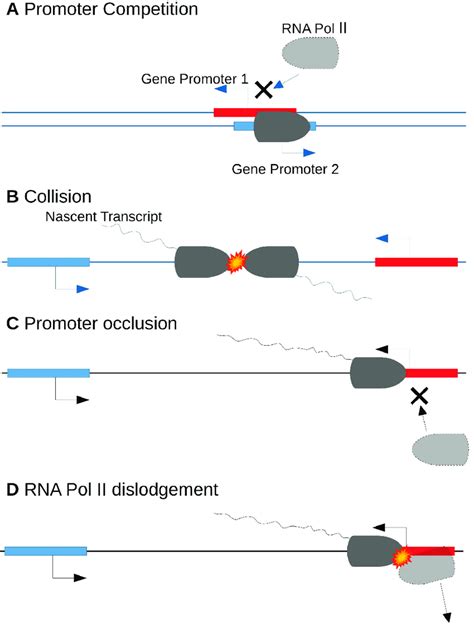 Transcriptional Interference A In The Initiation Phase Promoters Of