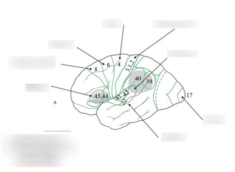 cytoarchitecture  brain brodmanns areas diagram quizlet