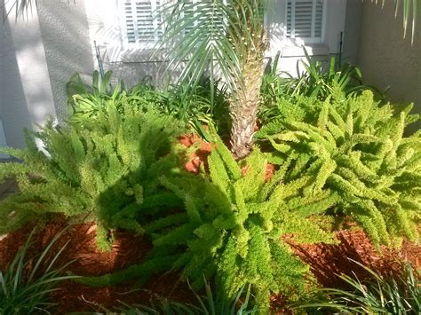 Foxtail Fern Archives - Mastering the Art of Landscaping