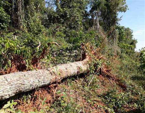 Pma Autua Dois Produtores Rurais Em R Mil Por Desmatamento Ilegal